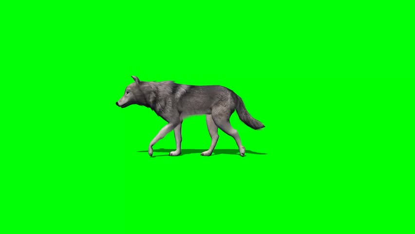 Wolf Howling Isolated Stock Footage Video | Shutterstock