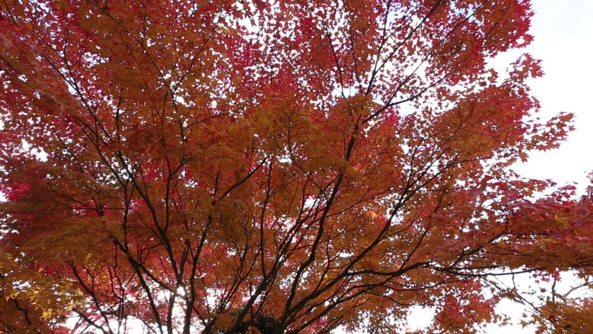 Header of Acer Palmatum