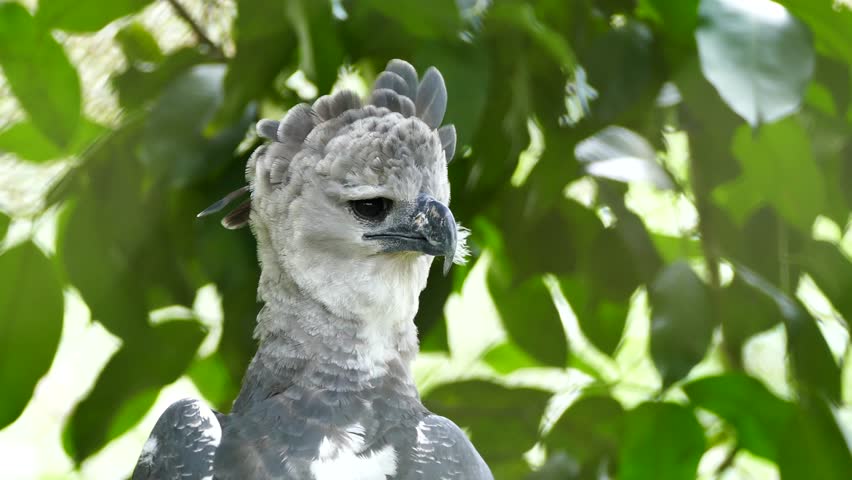 Harpy Eagle Stock Video Footage - 4K and HD Video Clips | Shutterstock