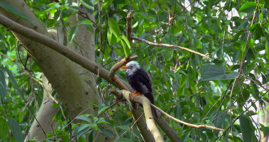 black-bulbul-definition-meaning