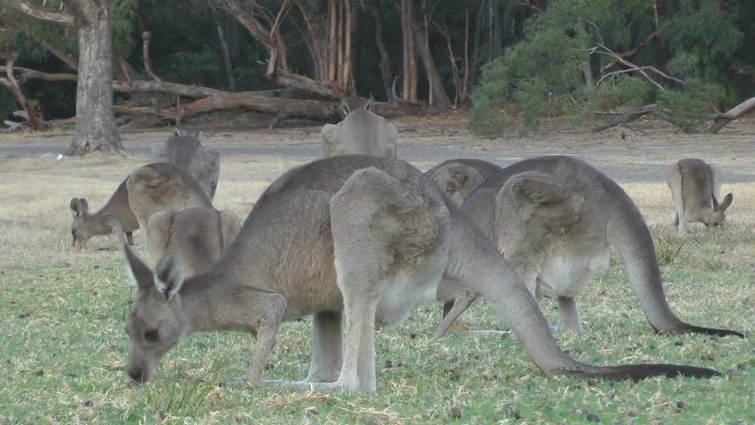 Kangaroos Grazing In Country Victoria, Australia. Stock Footage Video ...