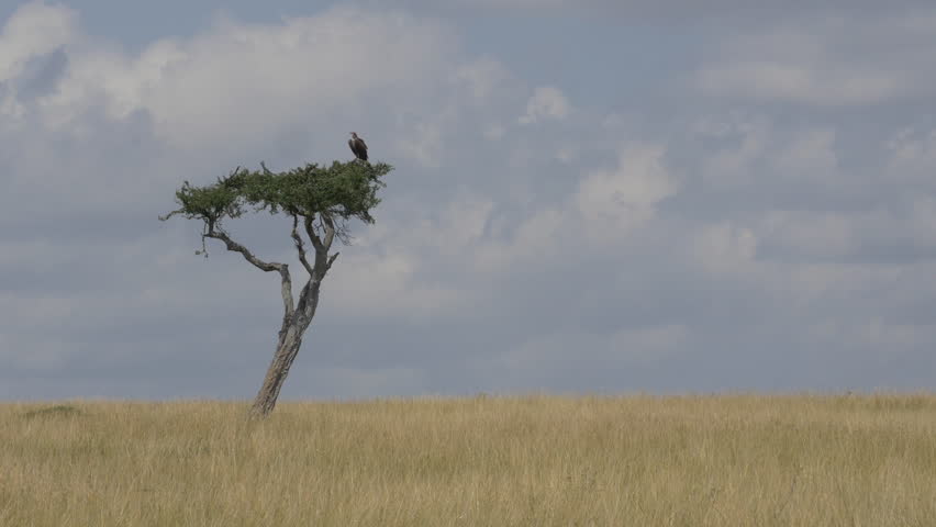 Header of solitary