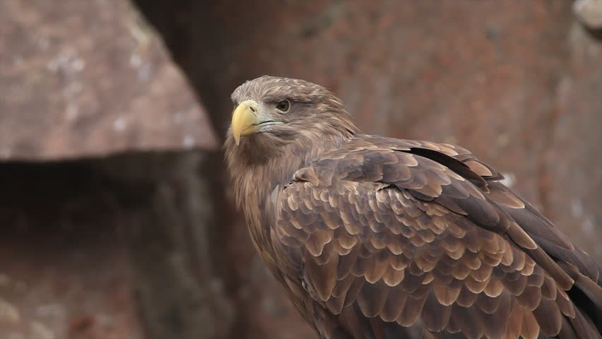 Header of raptorial