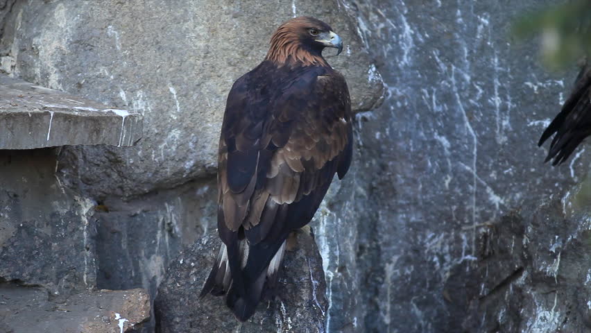 A Full Length Golden Eagle Back Vidéos De Stock 100 Libres De Droit 8593699 Shutterstock