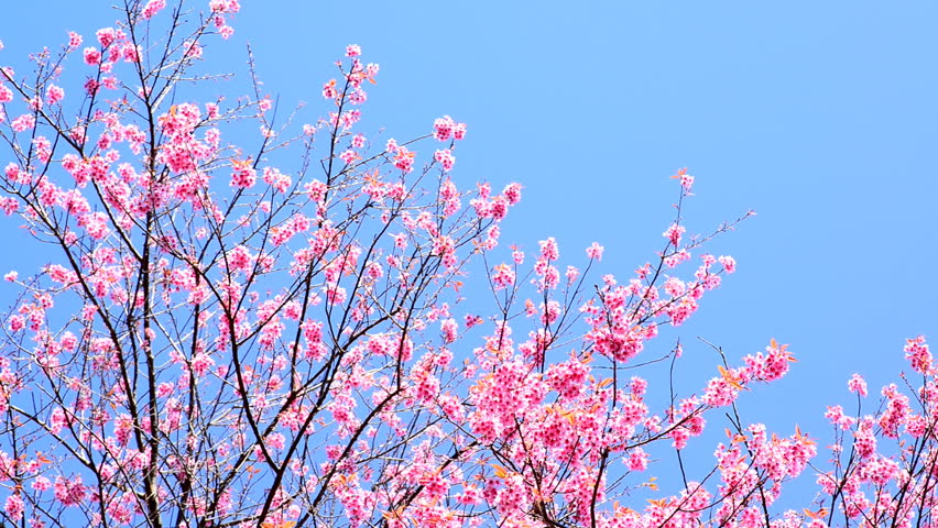 Cherry Blossom Or Sakura With Stock Footage Video 100 Royalty Free