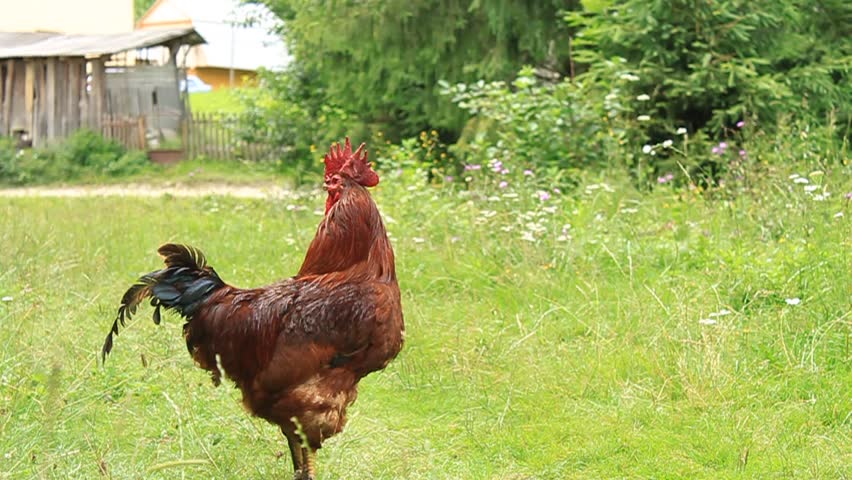 Header of cock