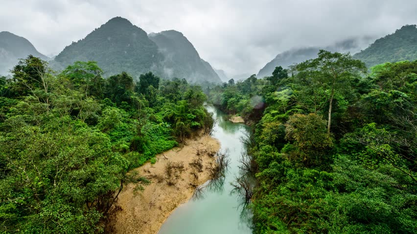 Джунгли во вьетнаме