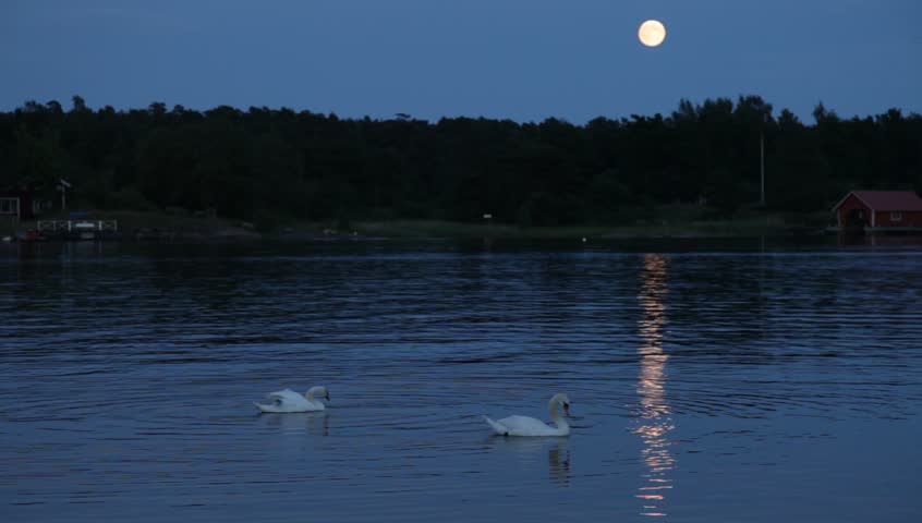 Swans By Moonlight >> Night Over Swedish Bay With Moon And Swans Moonlight Reflection Swans By Moonlight >> Night Over Swedish Bay With Moon And Swans Moonlight Reflection
