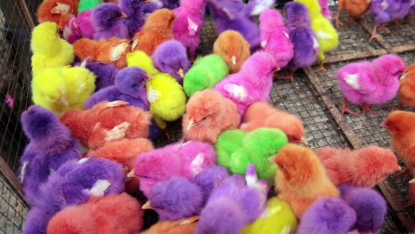 Chicks Dyed Different Colors Such As Red, Purple, Green, Yellow, Blue ...