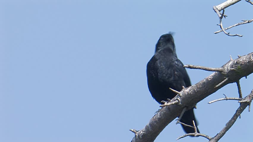 Header of American Crow