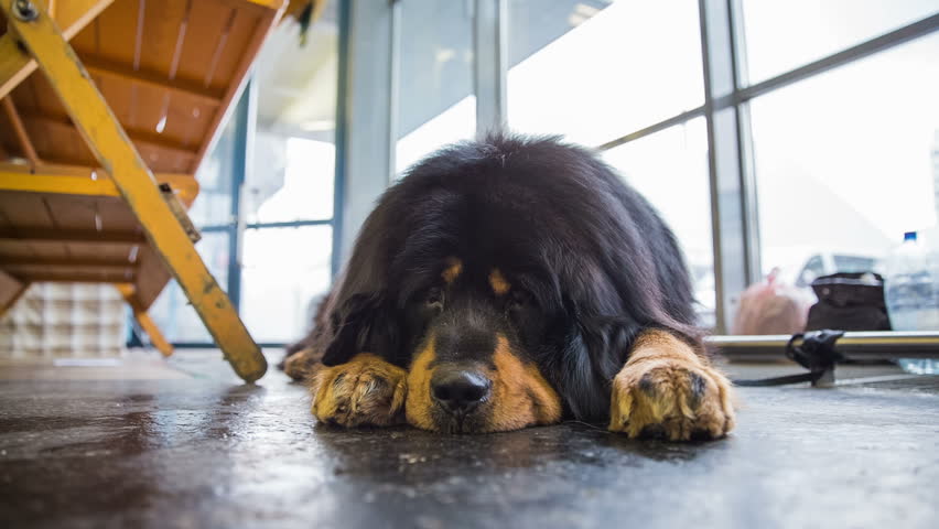 Tibetan Mastif Dog Resting Low Stock Footage Video 100