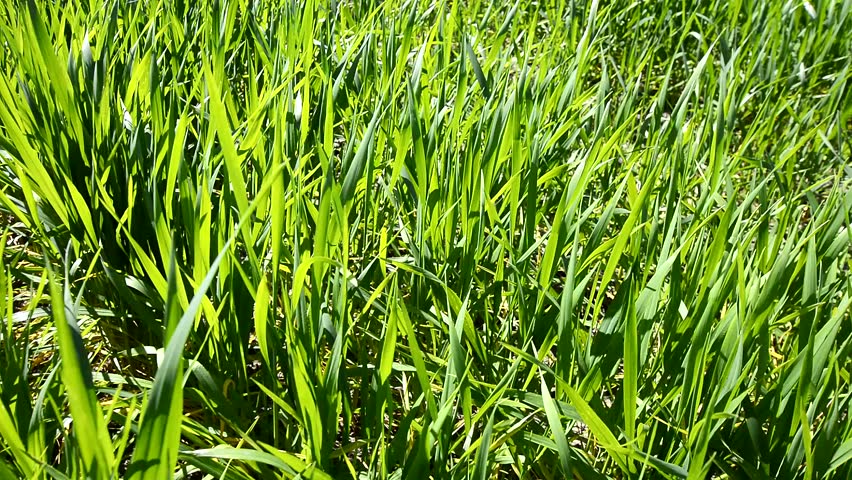 sunlight on the grass essay Something old, something new by leila aboulela is the final story in the aqa short story anthology, sunlight on the grass essay question. sunlight on the grass essay Something old, something new by leila aboulela is the final story in the aqa short story anthology, sunlight on the grass essay question.