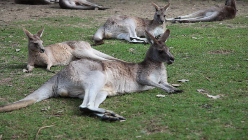 Large Male Kangaroo Lying Down, Relaxes On Grass, Western Australia ...