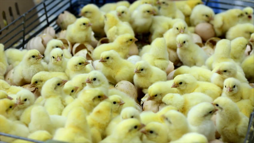 Small Chicks in Factory Stock Footage Video (100% Royalty-free) 920689 ...