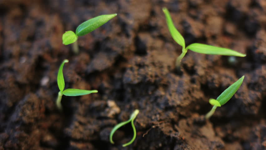 Germination Of Plants Stock Footage Video 1354738 | Shutterstock