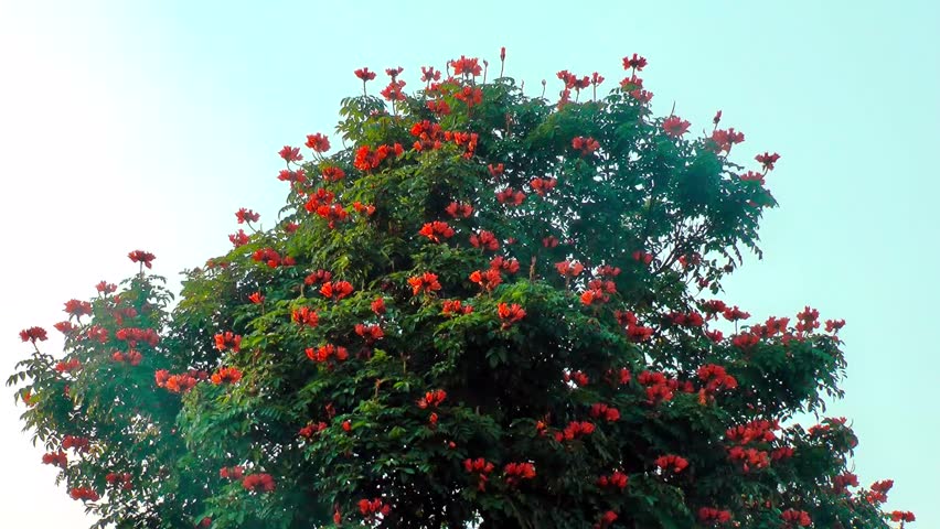 Orange Red Tree Flowers Stock Footage Video 28173526 Shutterstock Tropical Tree With Bright Red Orange Flowers Hd 1080p Stock Video Clip