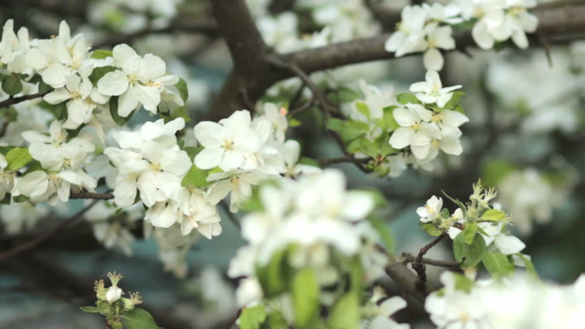 Bee Pollinating Flowering Trees Spring Flowers Slow Motion Nature Le Trees Blooming In Spring Nature Awakening Fruit Garden Blossom Small Green