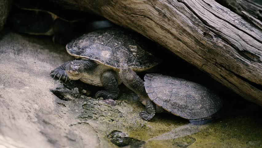 Mary River Turtle At The Zoo In The Late Afternoon. Stock Footage Video ...