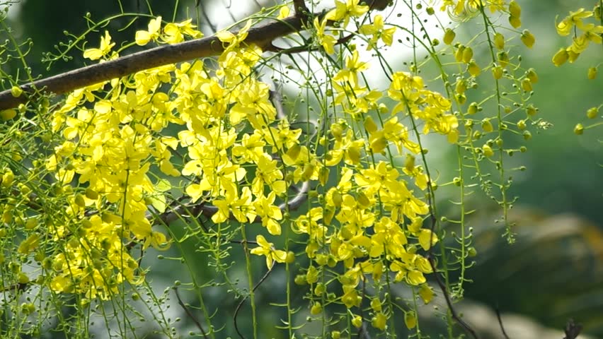 Tree The National And Flower Of Thailand Cia Flowers Are Moving With Gently Wind Hd Stock Footage Clip