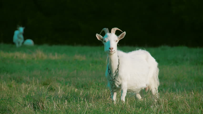 Image result for goat in grass
