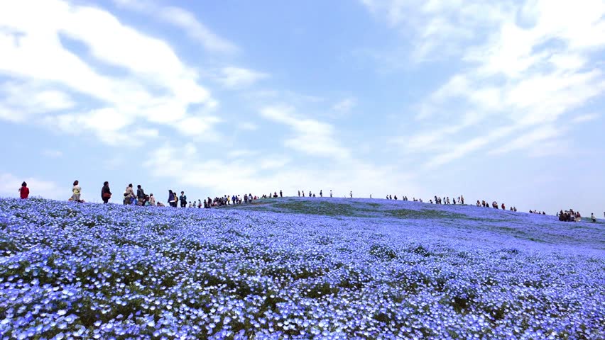Nemophila Flower Field Baby Blue Eyes Flowers In The Nemophila Flower Field Baby Blue Eyes Flowers In The Garden