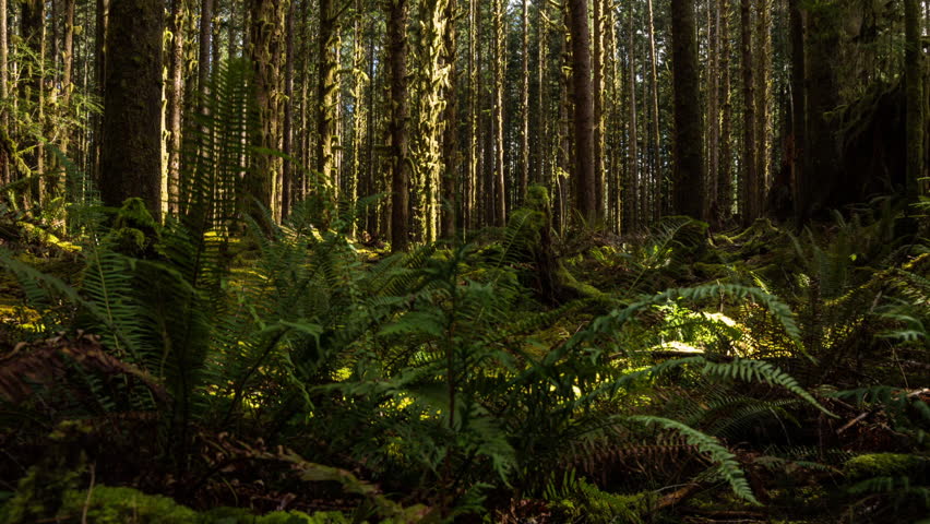 Scenery From Olympic National Park In Washington Image - Free Stock 