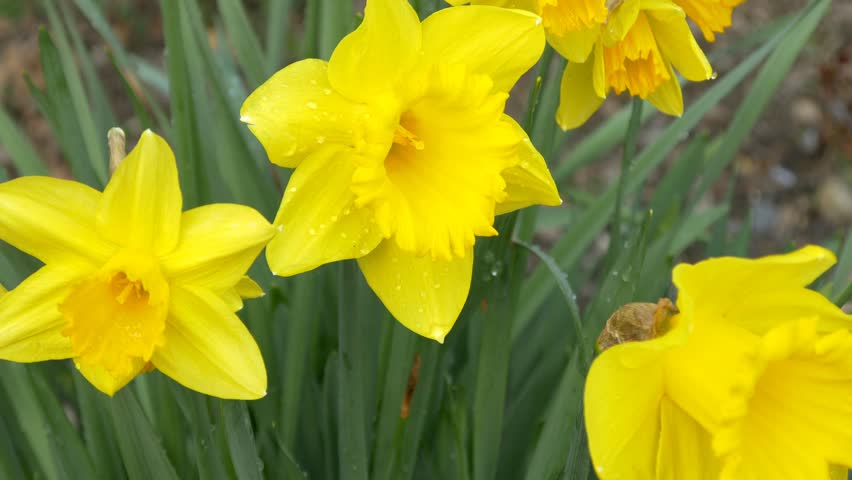 Daffodils 4k Flowers Spring Springtime Background Seasonal Daffodils 4k Flowers Spring Springtime Background Seasonal Summer Season Beautiful Delicate Scenery Blooming Blossoming Flowering